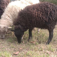 Pecora nana d'ouessant