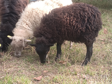 Pecora nana d'ouessant