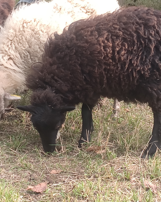 Pecora nana d'ouessant