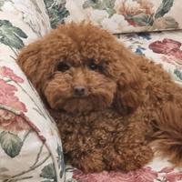 Barboncino Toy Red disponibile per monta