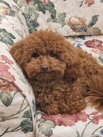 Barboncino Toy Red disponibile per monta