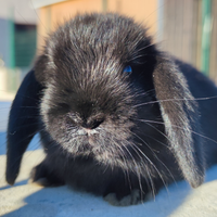 Cucciola coniglio ariete