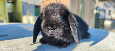 Cucciola coniglio ariete