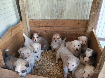 Cuccioli di cane