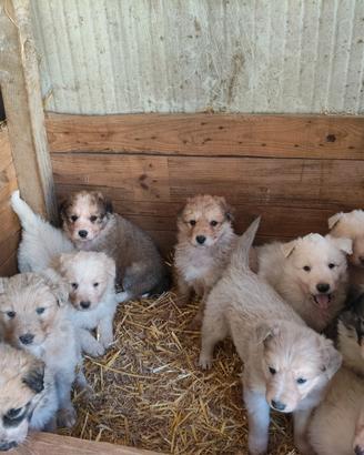 Cuccioli di cane