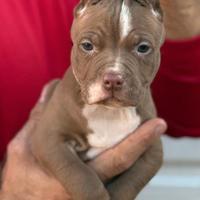 American pitbull terrier