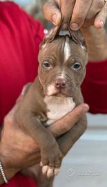 American pitbull terrier