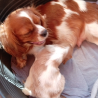 Cavalier king