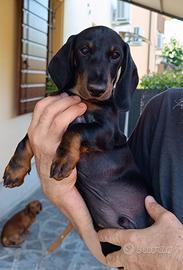 Bassotto nano pelo corto con pedigree