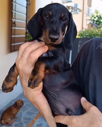 Bassotto nano pelo corto con pedigree