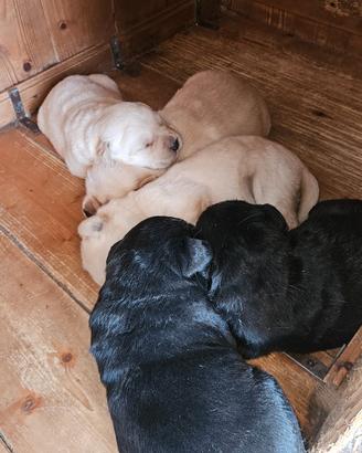 Cucciole tipo Labrador color crema