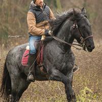 Cavallo murgese di razza