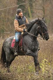 Cavallo murgese di razza