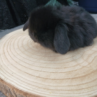 Conigli Mini Lop