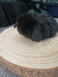 Conigli Mini Lop