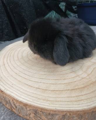 Conigli Mini Lop
