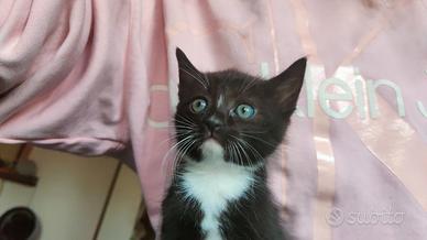 Gattino disponibile da subito