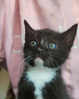 Gattino disponibile da subito