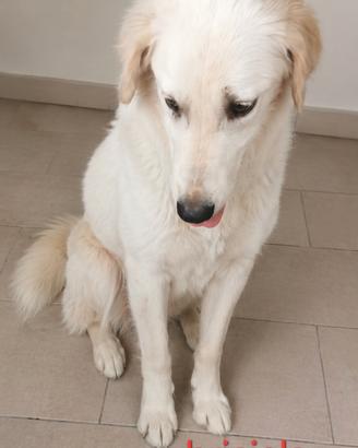 Cucciola taglia grande