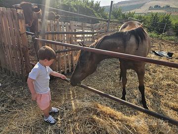 Puledro paint / quarab