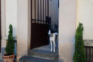 Sutri - Nerone' - daily use