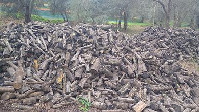 legna di ulivo secca da ardere