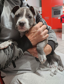 Cuccioli di american Staffordschire terrier