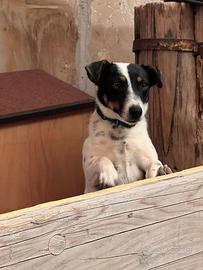 Cucciolo di Jack Russell