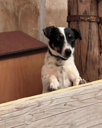 Cucciolo di Jack Russell