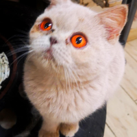 Cuccioli di British Shorthair alta genealogia