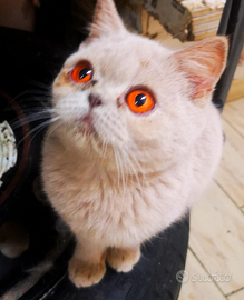 Cuccioli di British Shorthair alta genealogia