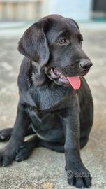 Cuccioli Labrador