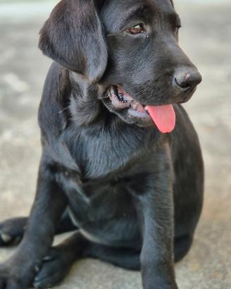 Cuccioli Labrador