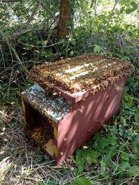 nuclei di api biologici biodinamici