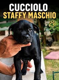 cucciolo Staffordshire  puppy