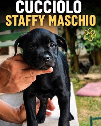 cucciolo Staffordshire  puppy
