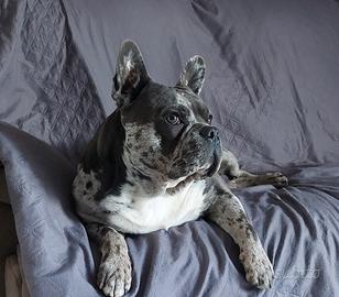 Buldog Francese disponibile per Monta