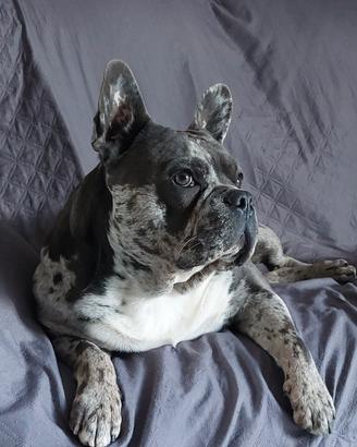 Buldog Francese disponibile per Monta