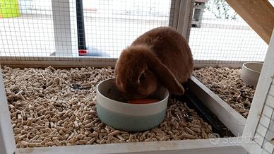 Coniglio Ariete Femmina Casa Fabri