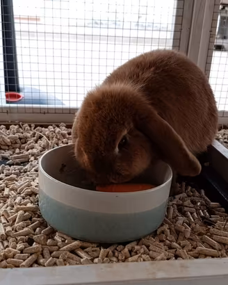 Coniglio Ariete Femmina Casa Fabri