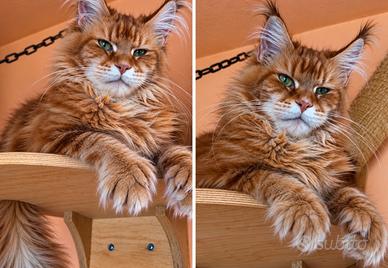 Maine Coon ROSSA meraviglia