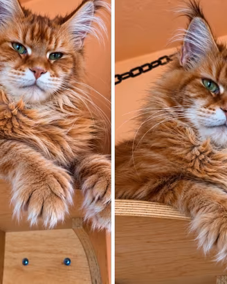 Maine Coon ROSSA meraviglia