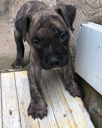 Cucciolo Pitbull - Maschio - 2 mesi - Dolcissimo