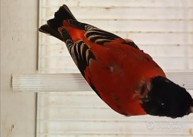 Cardinalini del Venezuela