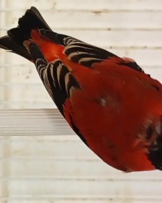 Cardinalini del Venezuela