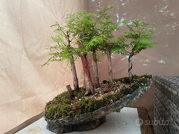 Bonsai metasequoia boschetto