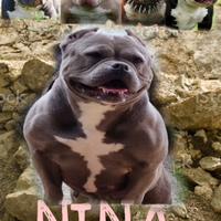 American bully