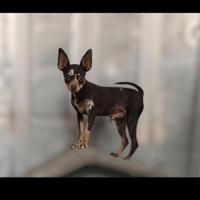Russian Toy Terrier cioccolato tan merle