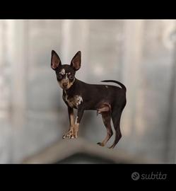 Russian Toy Terrier cioccolato tan merle