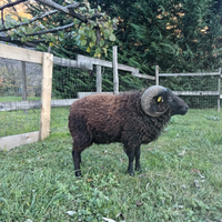 Pecore nane ouessant